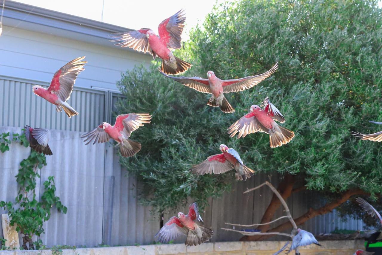 Shabby Chic Shack - 2 Bedroom Beach Cottage Yanchep Esterno foto